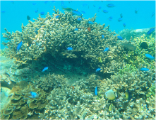 ブルーマリン号から見える海の世界