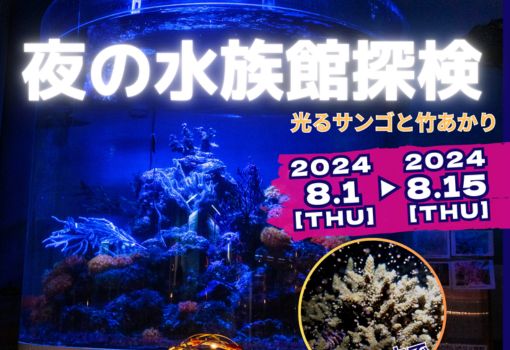 夜の水族館探検