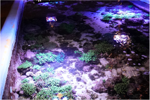 水族館 5