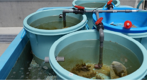 サンゴの施設の育成水槽