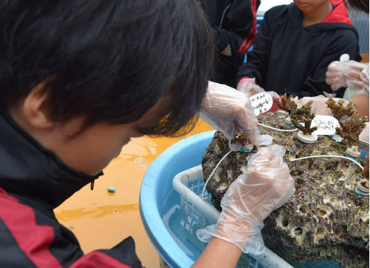 小学生と行うサンゴ移植活動